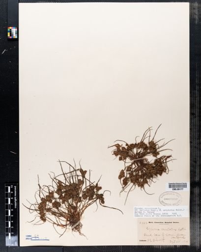 Cyperus aristatus