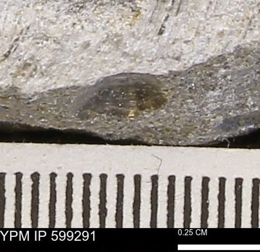 Protocardia subquadrata