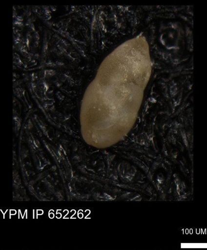 undet. Foraminiferida