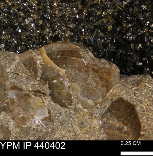 Protocardia subquadrata