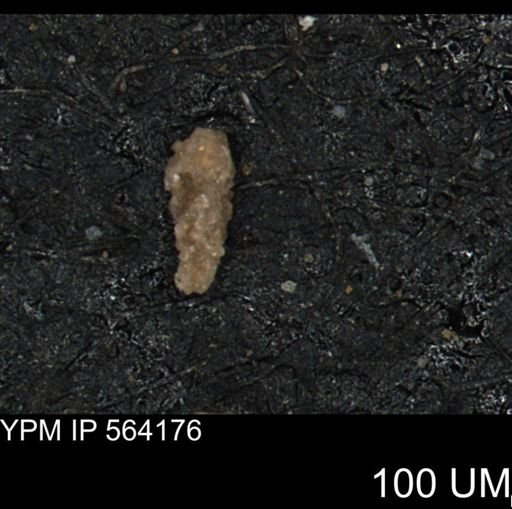 Verneuilina canadensis