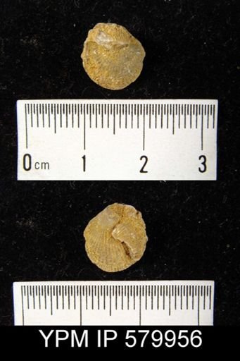 undet. Atrypida