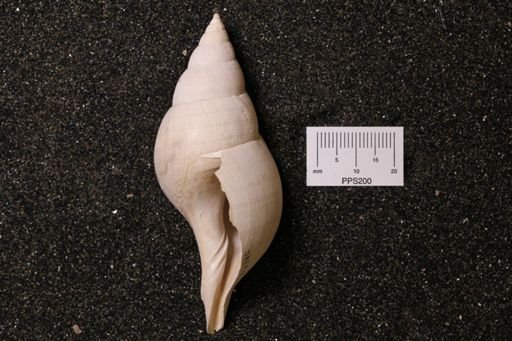Fasciolaria distans