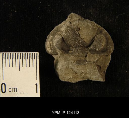 Phacops rana