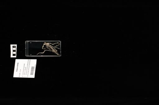 Sceloporus occidentalis
