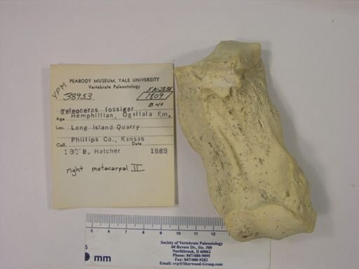 Teleoceras fossiger