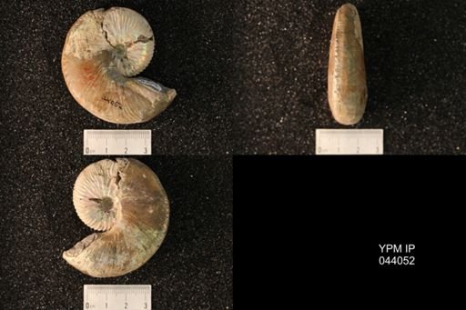 Hoploscaphites nicolletii