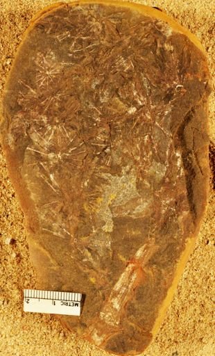 Asterophyllites