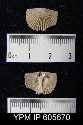 Hesperorthis sp.