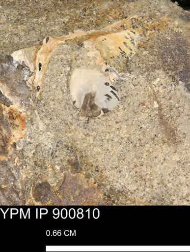 undet. Mollusca