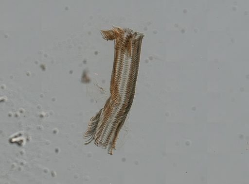 Elimia virginica