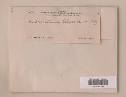 Amphidium californicum