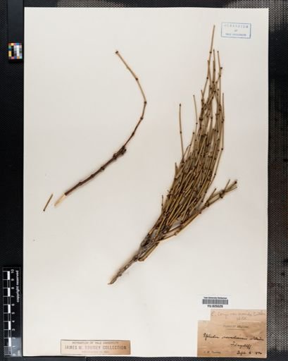Ephedra