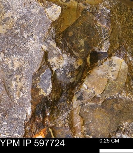 undet. Bivalvia