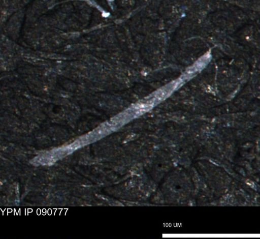 undet. Foraminiferida