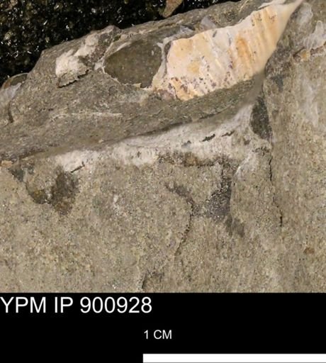 undet. Mollusca