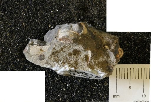 undet. Mollusca