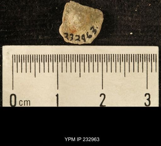 Archaeocidaris sp.
