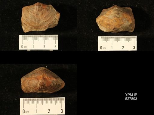 Athyris cf. lamellosa