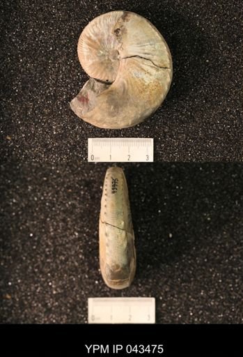 Hoploscaphites nicolletii