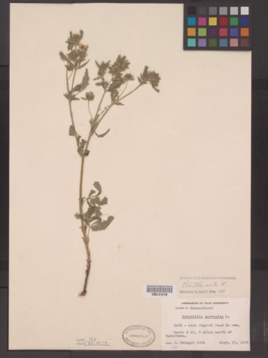 Potentilla recta