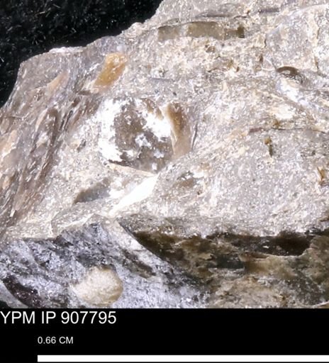 undet. Mollusca