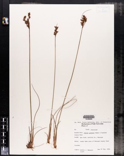 Juncus