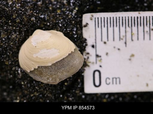 Limopsis striatopunctatus