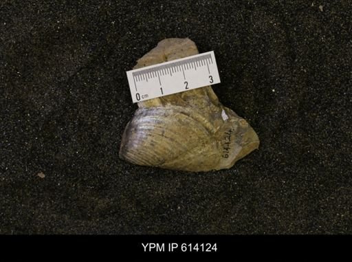Inoceramus sp.