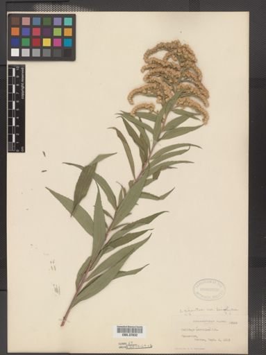 Solidago gigantea var. leiophylla