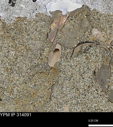 undet. Scaphopoda