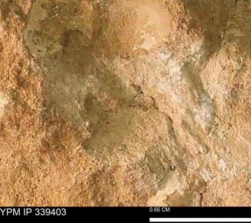 undet. Mollusca