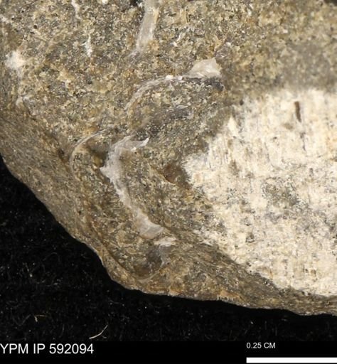 undet. Bivalvia
