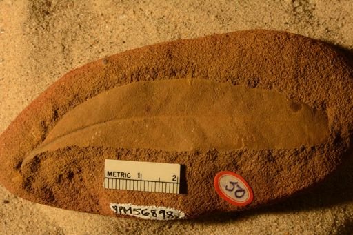 Angiospermopsida