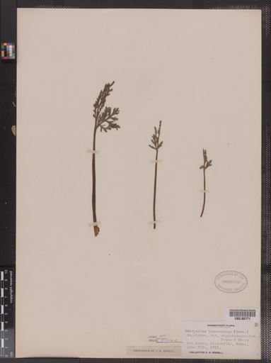 Botrychium lanceolatum