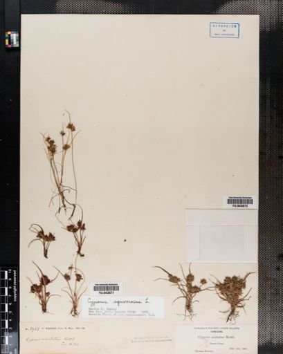 Cyperus squarrosus