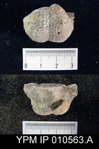 Productus occidentalis