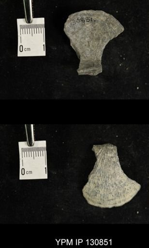 Stropheodonta sp.