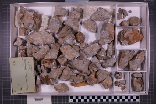 mixed taxa, stratigraphic collection