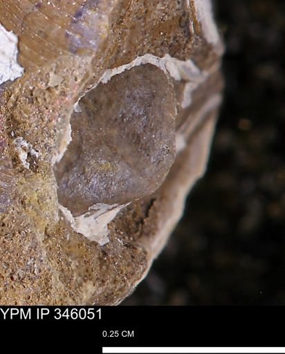 undet. Mollusca