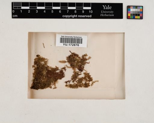 Plantae