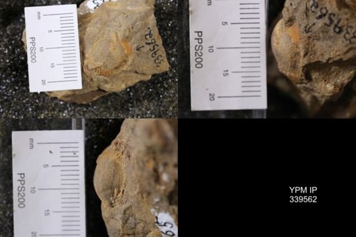 Cardium whitei