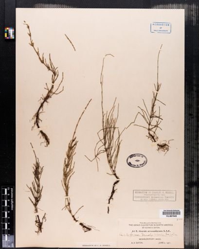 Equisetum