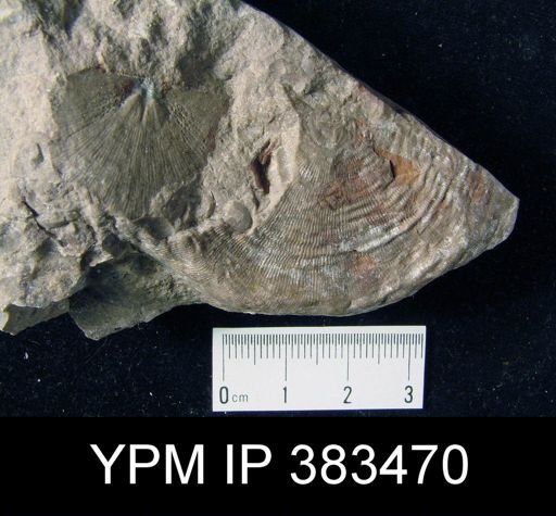 Leptaena rhomboidalis