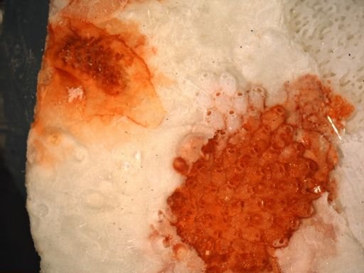 Microporella nr. lunifera