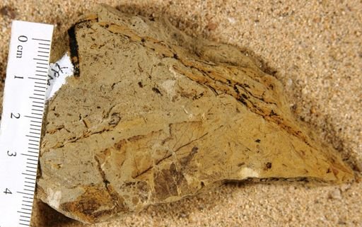 Retinovena fluvialis
