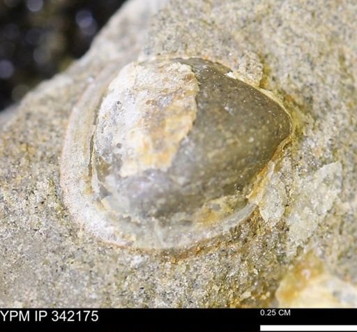 undet. Bivalvia
