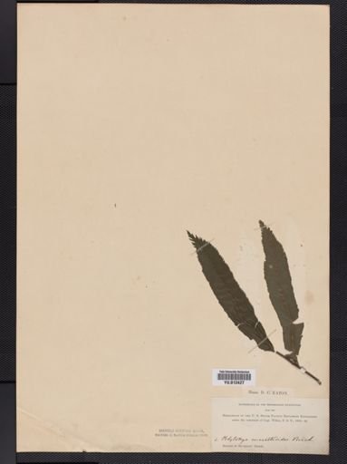 Asplenium
