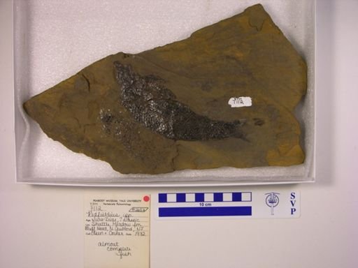 Redfieldia sp.