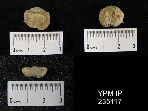 Marginifera hystricula
